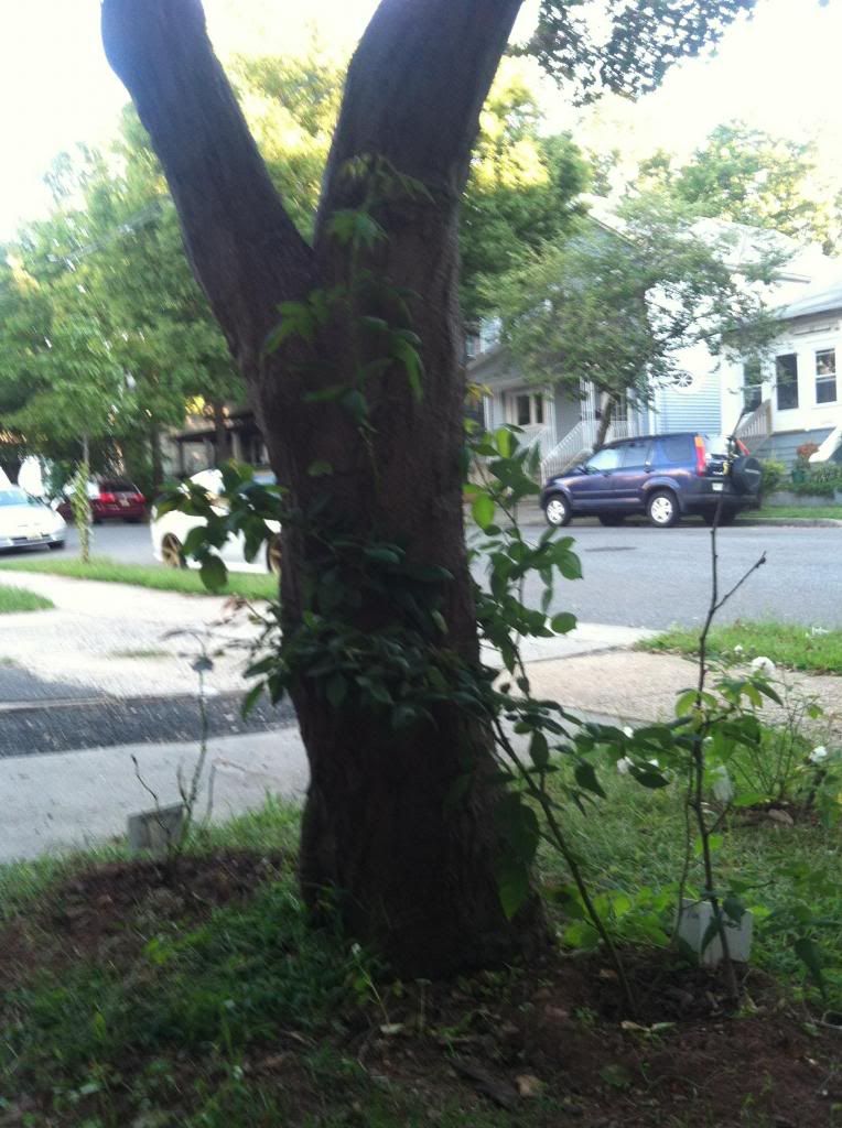  photo IMG_0427_zpsc5dd45b4.jpg